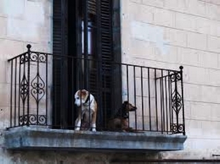 Cani-su-un-balcone_Copia